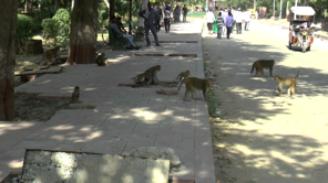 Monkeys in Agra, India