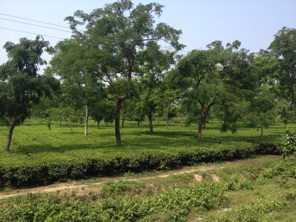 Tea plantation