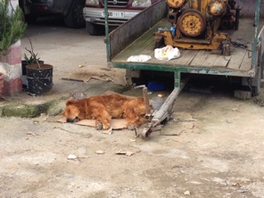 The guard dog of the parking place