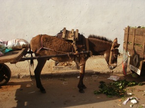 It's boring to be a donkey, Larache