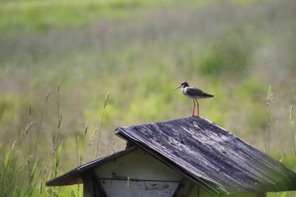 IMG_4463.JPG