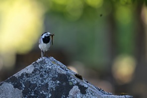 IMG_6098.JPG